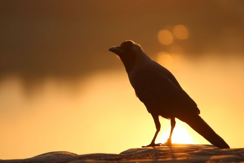 bird crow grass