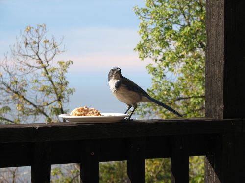 bird porch fence