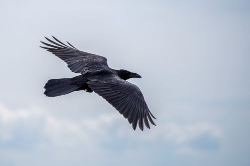 bird raven flight