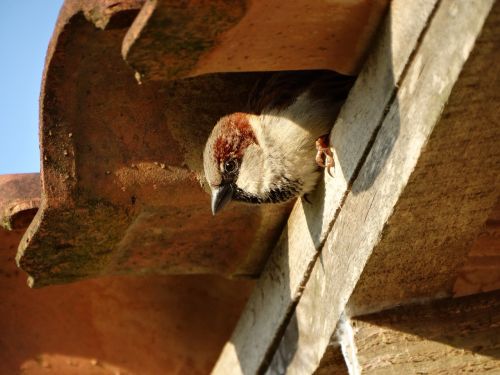 bird interior