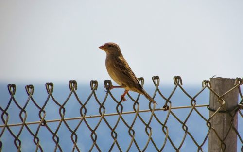 bird fence animal