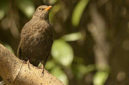 bird nature animal