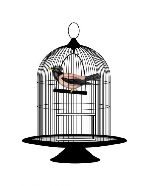 bird birdcage cage