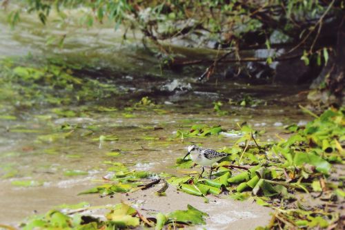 plover bird water