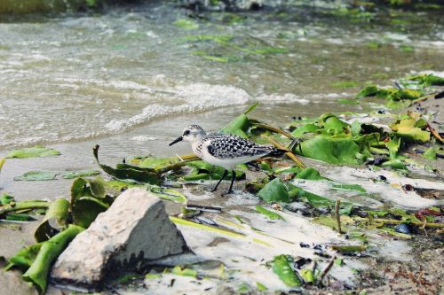 plover bird water