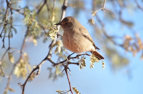 bird sunny friendly