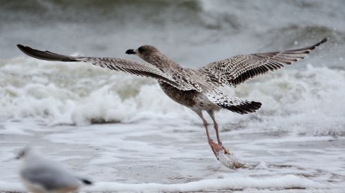 bird nature sea