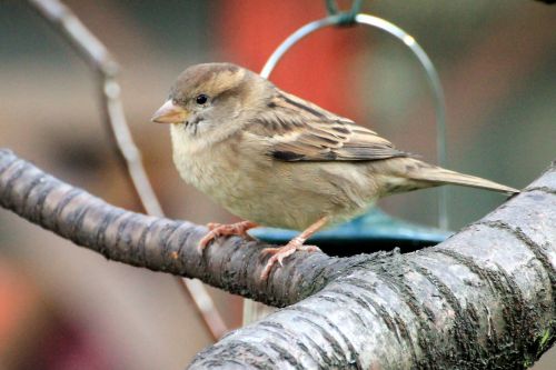 bird sparrow sperling