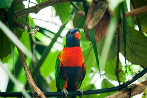 bird parrots zoo