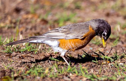 bird animal wildlife