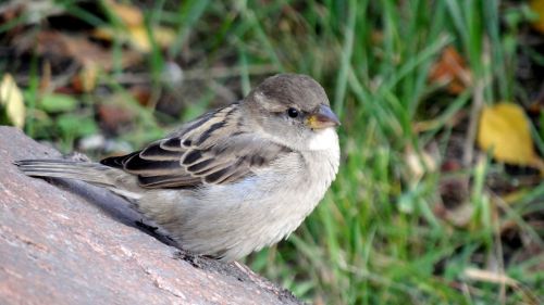 bird sparrow nature