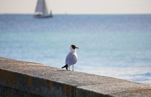 bird seagull freedom