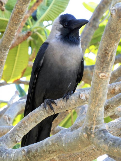 bird crow beak