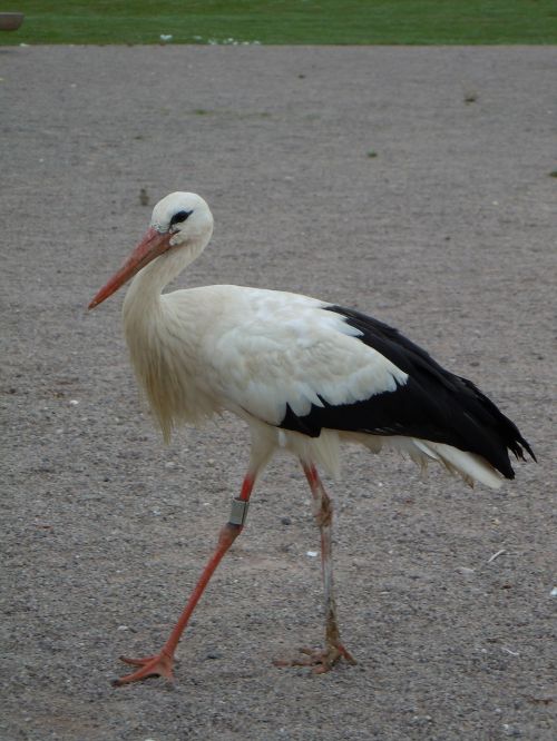 bird white cygogne