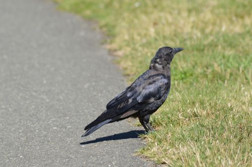 bird crow avian