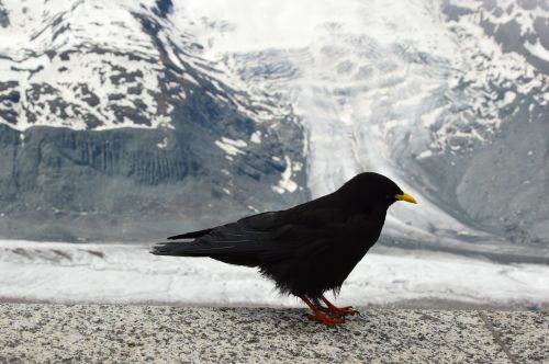 bird mountain nature