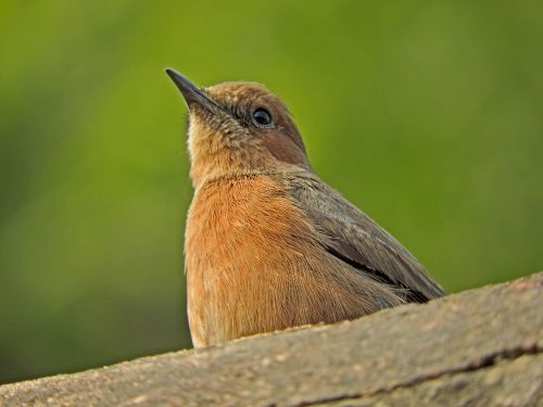 indian robin bird nature