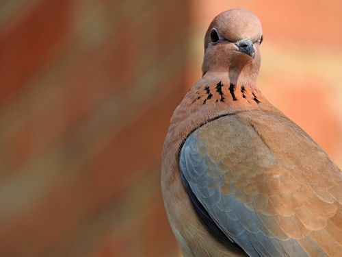 bird dove wing