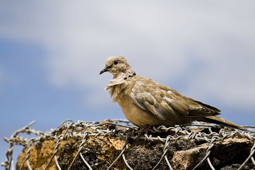 bird wall nature