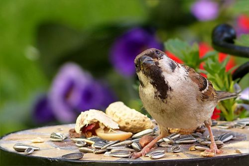 bird sparrow passer domesticus