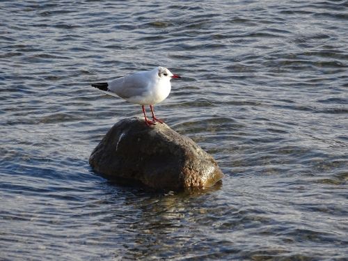 bird nature river