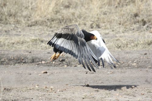 bird bird of prey birds