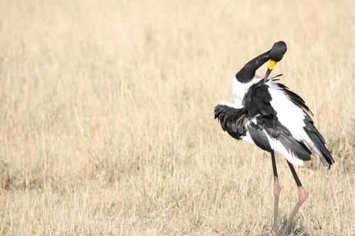 bird ruffled feathers