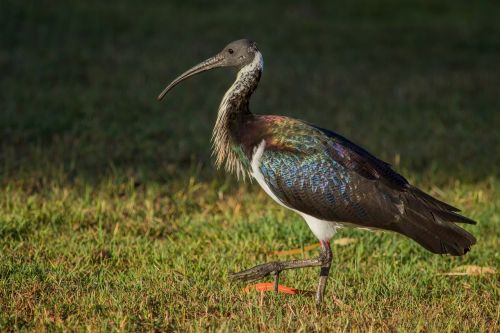 bird ibis australia
