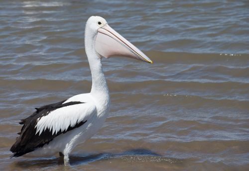 australian pelican sea bird animal