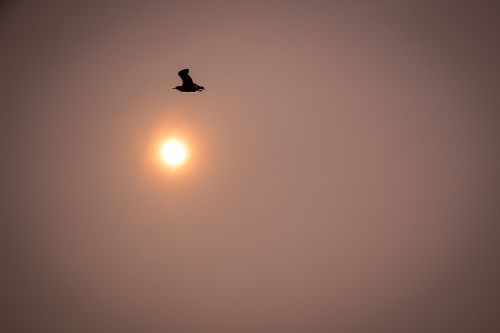 bird seagull sun
