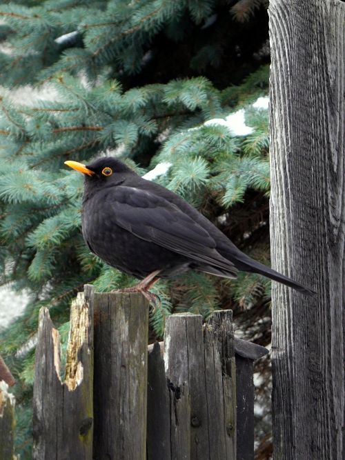 bird black thrush fence