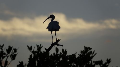 bird bird silhouette ibis