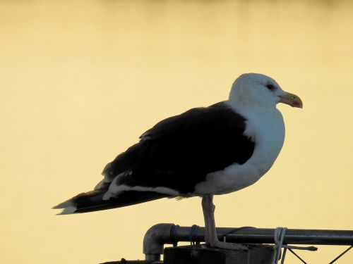 bird sea lake