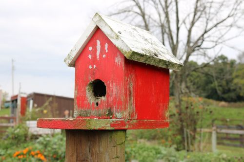 bird house birdhouse