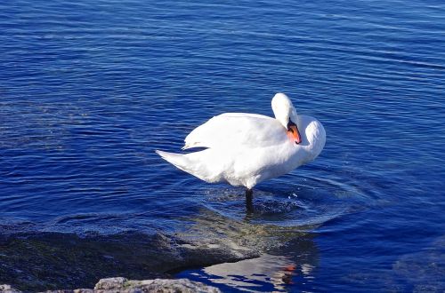 bird swan nature