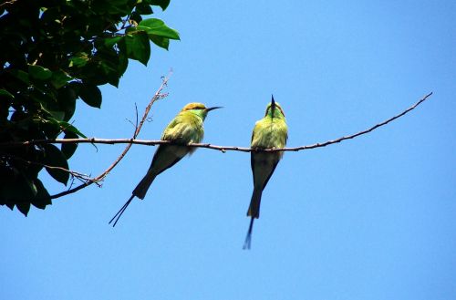 bird small green bee-eater dharwad