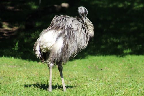bird ostrich field
