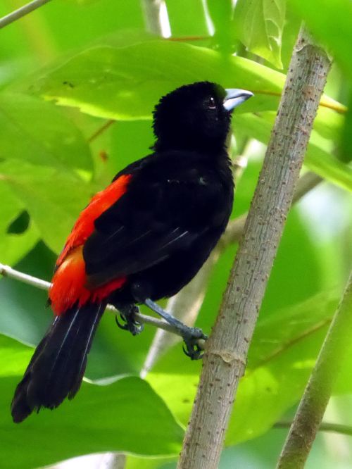 bird red black