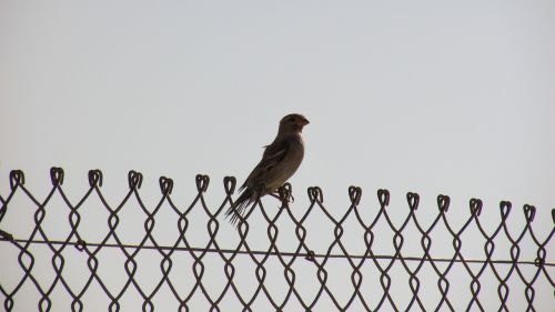 bird fence freedom