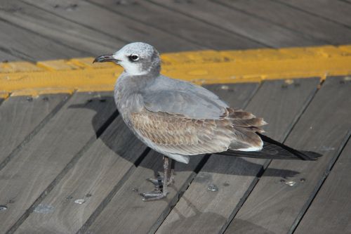 bird seagull outdoor