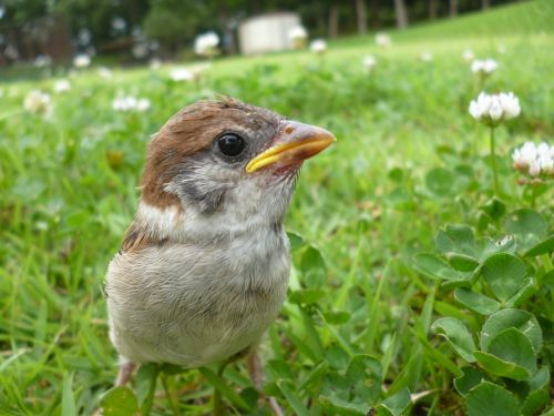 bird sparrow cute