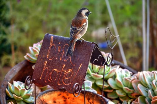 bird garden feeding