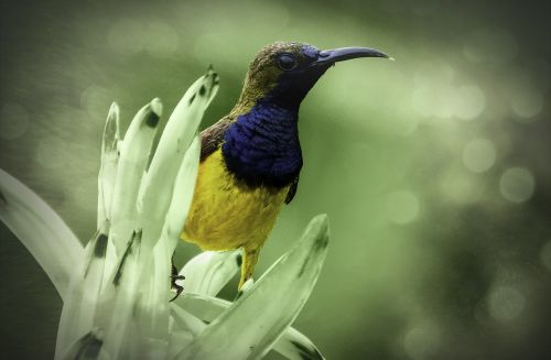 bird sunbird yellow-bellied sunbird