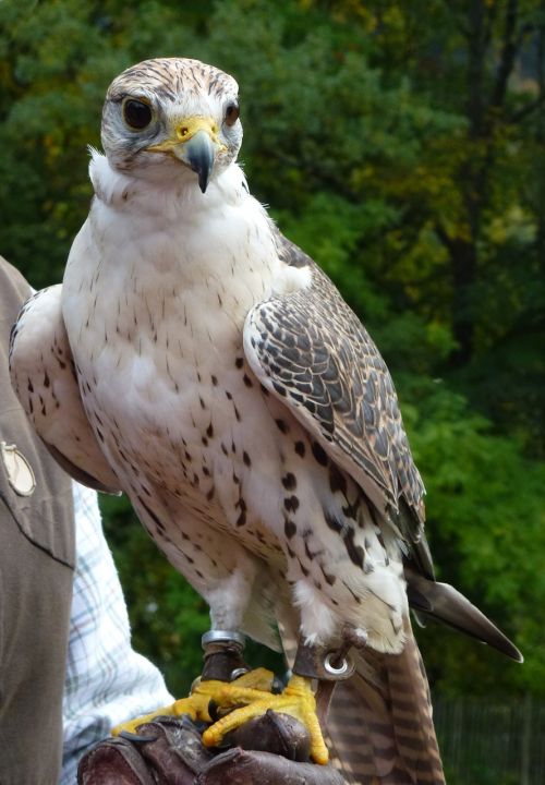 bird falconry sit