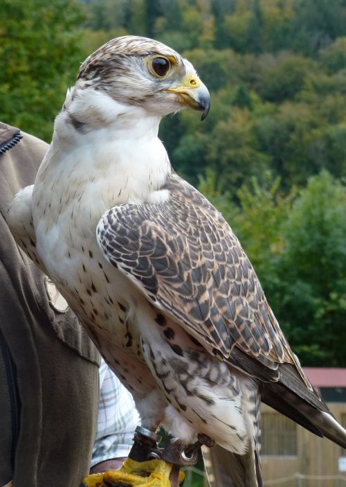 bird raptor falcon