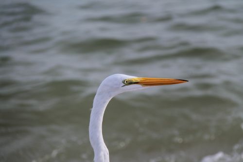 bird feather water bird