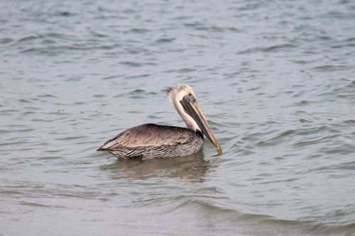 bird sea florida