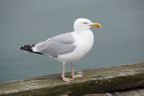 bird gull sea ​​bird