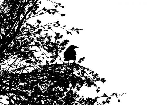 bird carrion crow crow
