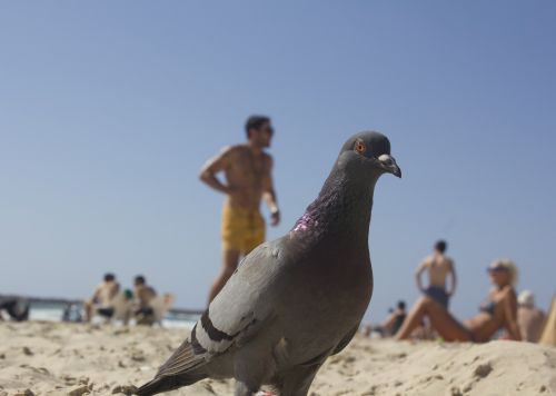 bird beach nature